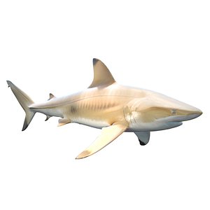 3D Bronze Whaler Shark model