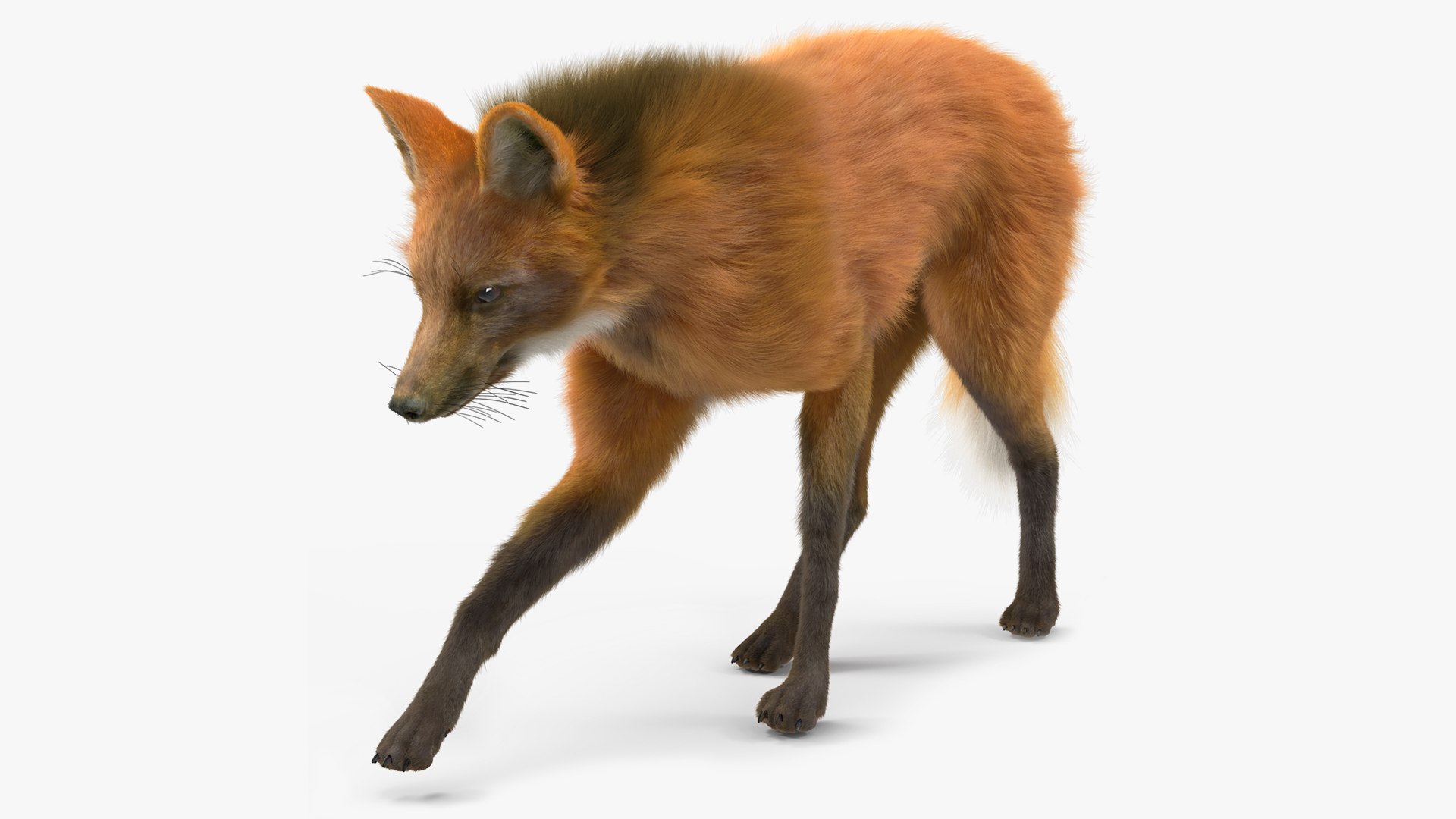 Maned Wolf Walking Pose Fur 3D model preview