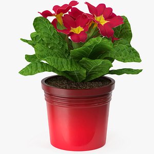 3D Red Potted Primrose