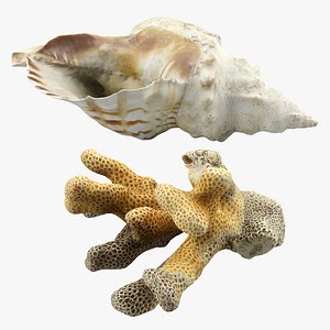 Seashell and Coral