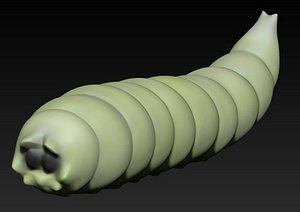 fly larvae