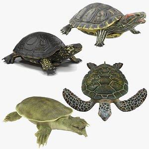 turtles rigged 3 model