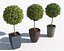 Outdoor Plants: Boxwood Trees