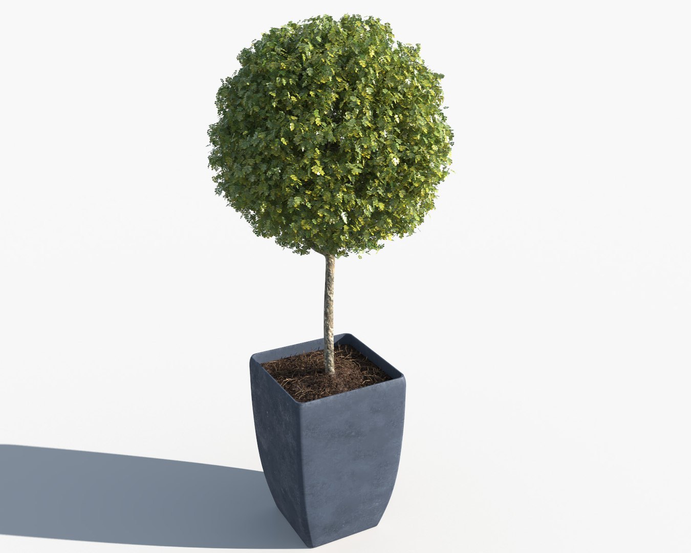 outdoor plants boxwood trees 3d model https://p.turbosquid.com/ts-thumb/en/73OdaA/8YVGo8vH/o_plant_2/jpg/1479838887/1920x1080/fit_q87/82af1a0b242ea5a4a8f5d2a05f920514d48f9f77/o_plant_2.jpg