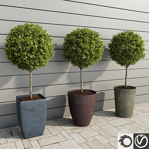 outdoor plants boxwood trees 3d model