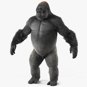 Western Gorilla Base Pose Fur