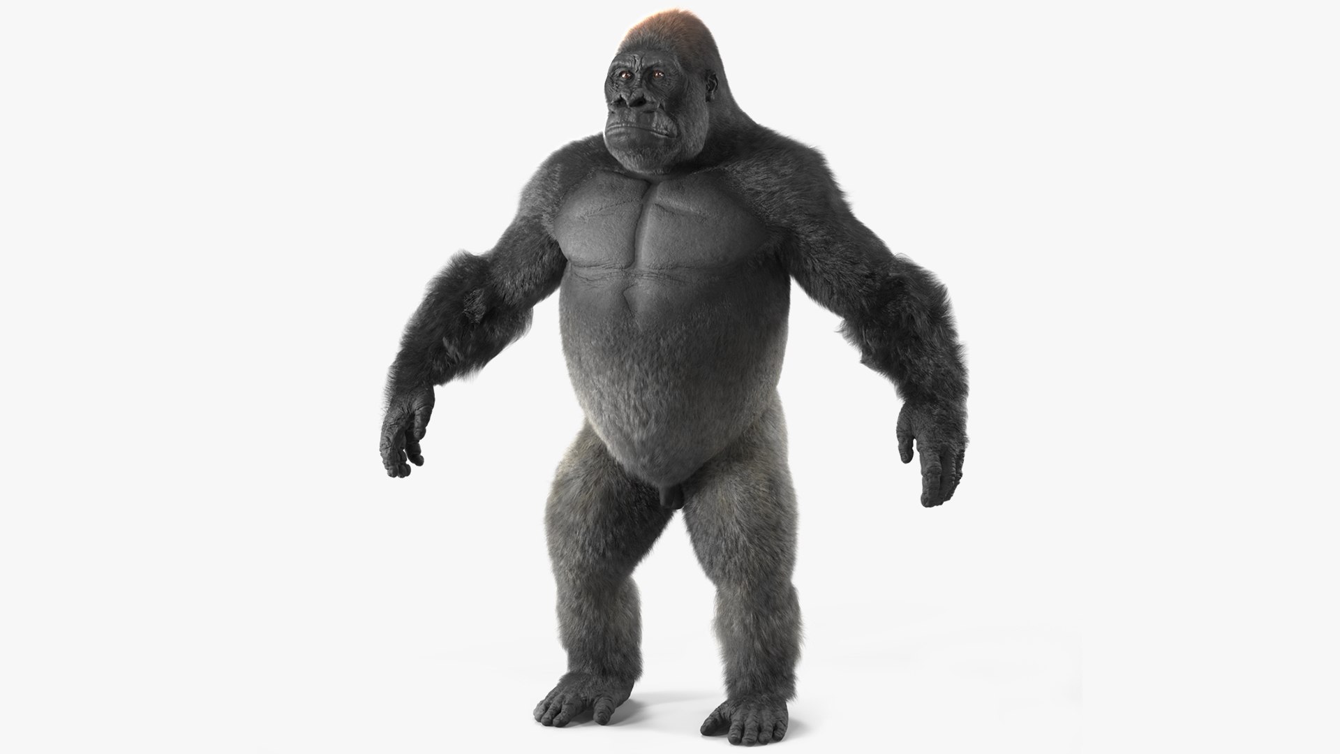 Western Gorilla Base Pose Fur 3D model preview