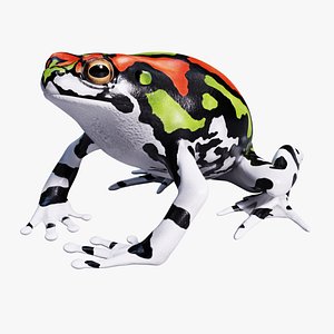 Malagasy Rainbow Frog - Animated