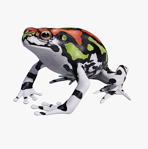 Malagasy Rainbow Frog - Animated 3D