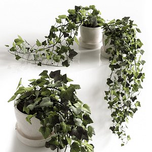 Hedera Helix wonder