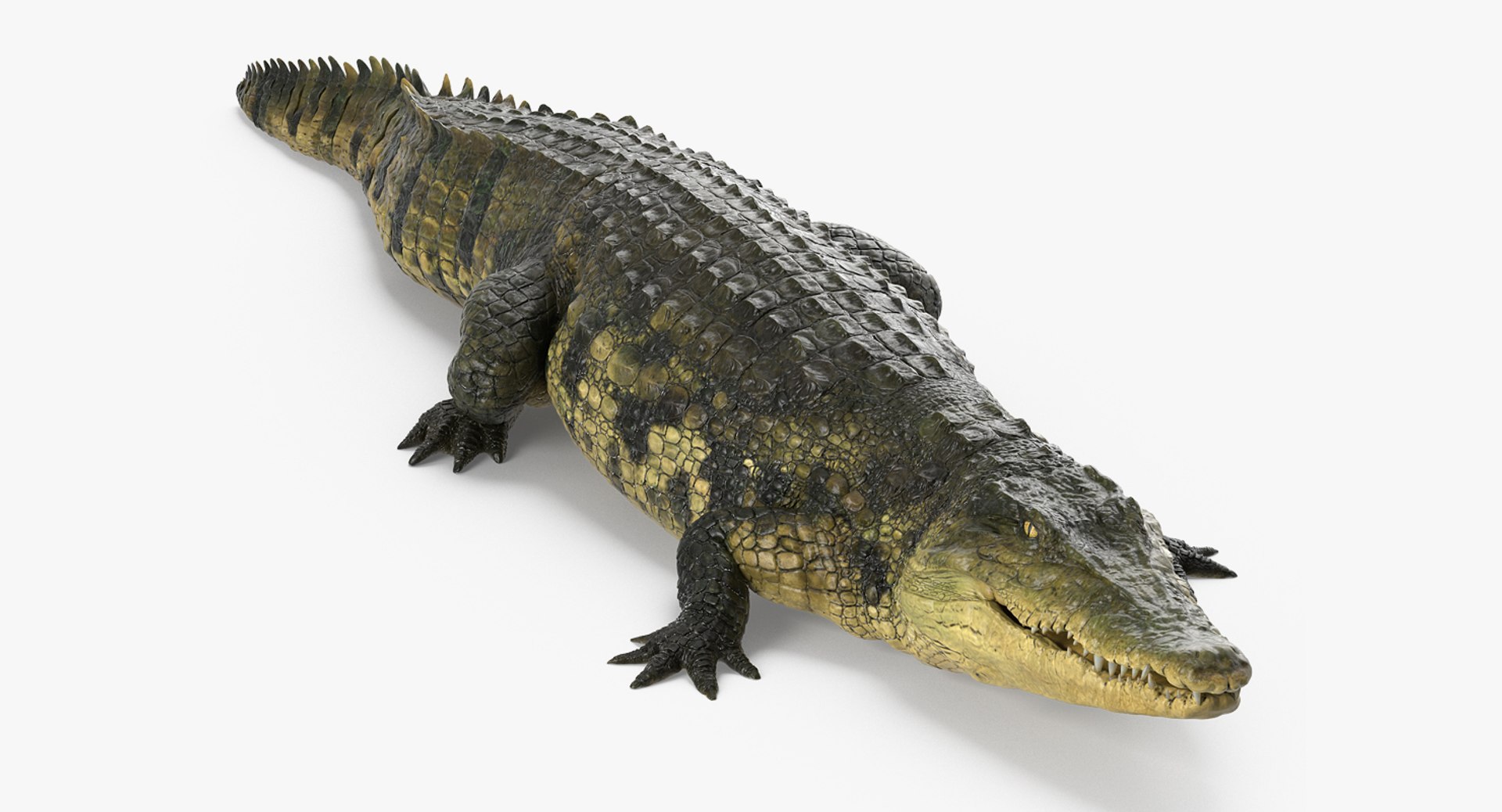 Crocodile Walking 3D model preview