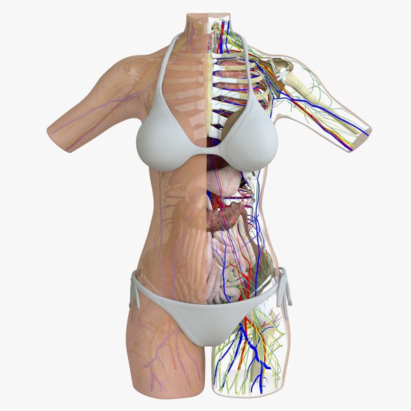 3d female torso anatomy circulatory