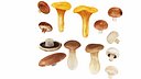 Mushrooms
