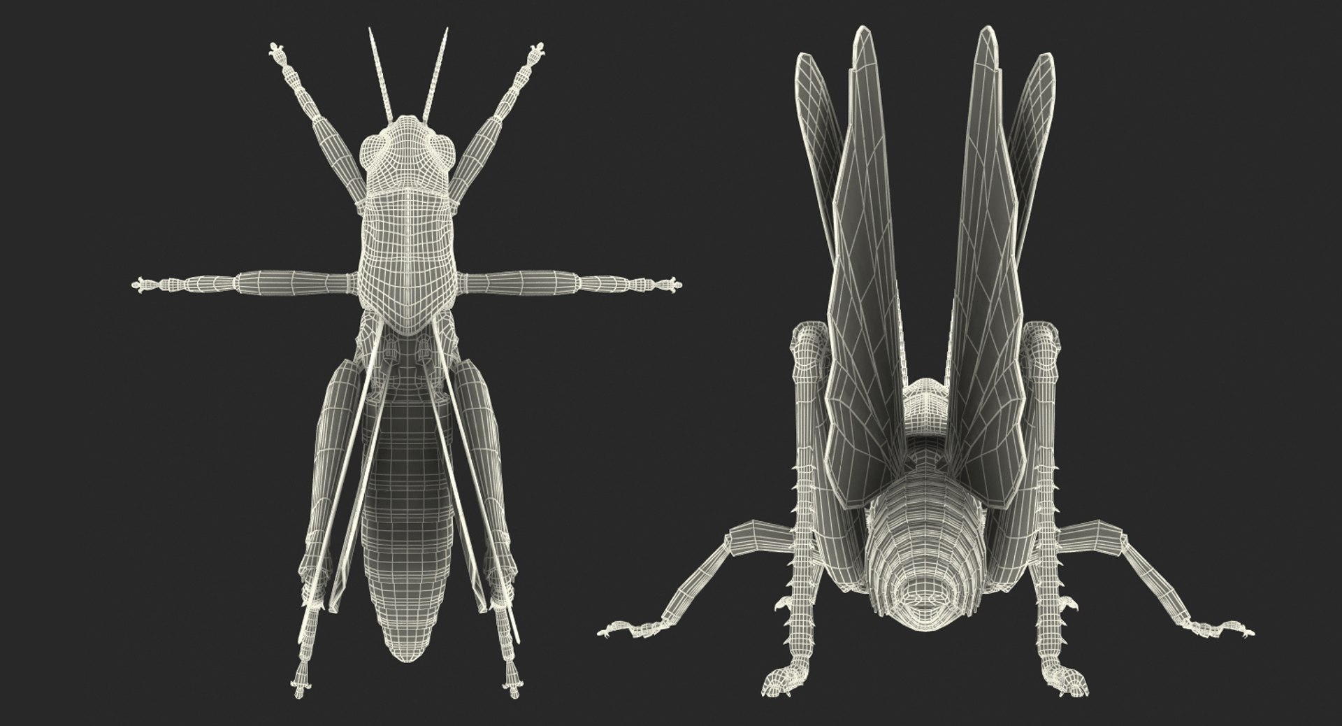 common field grasshopper model https://p.turbosquid.com/ts-thumb/en/x2jjrb/2NUKgoOh/commonfieldgrasshopper3dsmodel016/jpg/1511995069/1920x1080/fit_q87/8038f4618a74cbd386ba129ea94389402f0a177a/commonfieldgrasshopper3dsmodel016.jpg