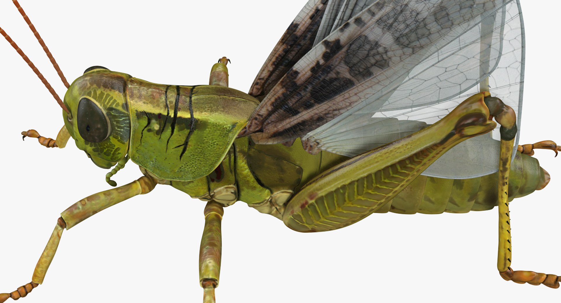 common field grasshopper model https://p.turbosquid.com/ts-thumb/en/x2jjrb/4bZ6vhmN/commonfieldgrasshopper3dsmodel004/jpg/1511995021/1920x1080/fit_q87/6a61d635d41ed8a1271e1b206e3618070ac5fb36/commonfieldgrasshopper3dsmodel004.jpg