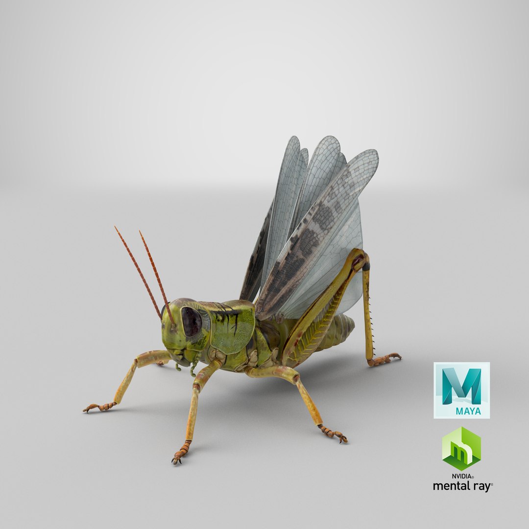 common field grasshopper model https://p.turbosquid.com/ts-thumb/en/x2jjrb/CY/stemcell_maya_mental_ray_render/png/1651054315/1920x1080/fit_q87/eee4d27fef19da872e4ffda4ab8182c3755a54e0/stemcell_maya_mental_ray_render.jpg