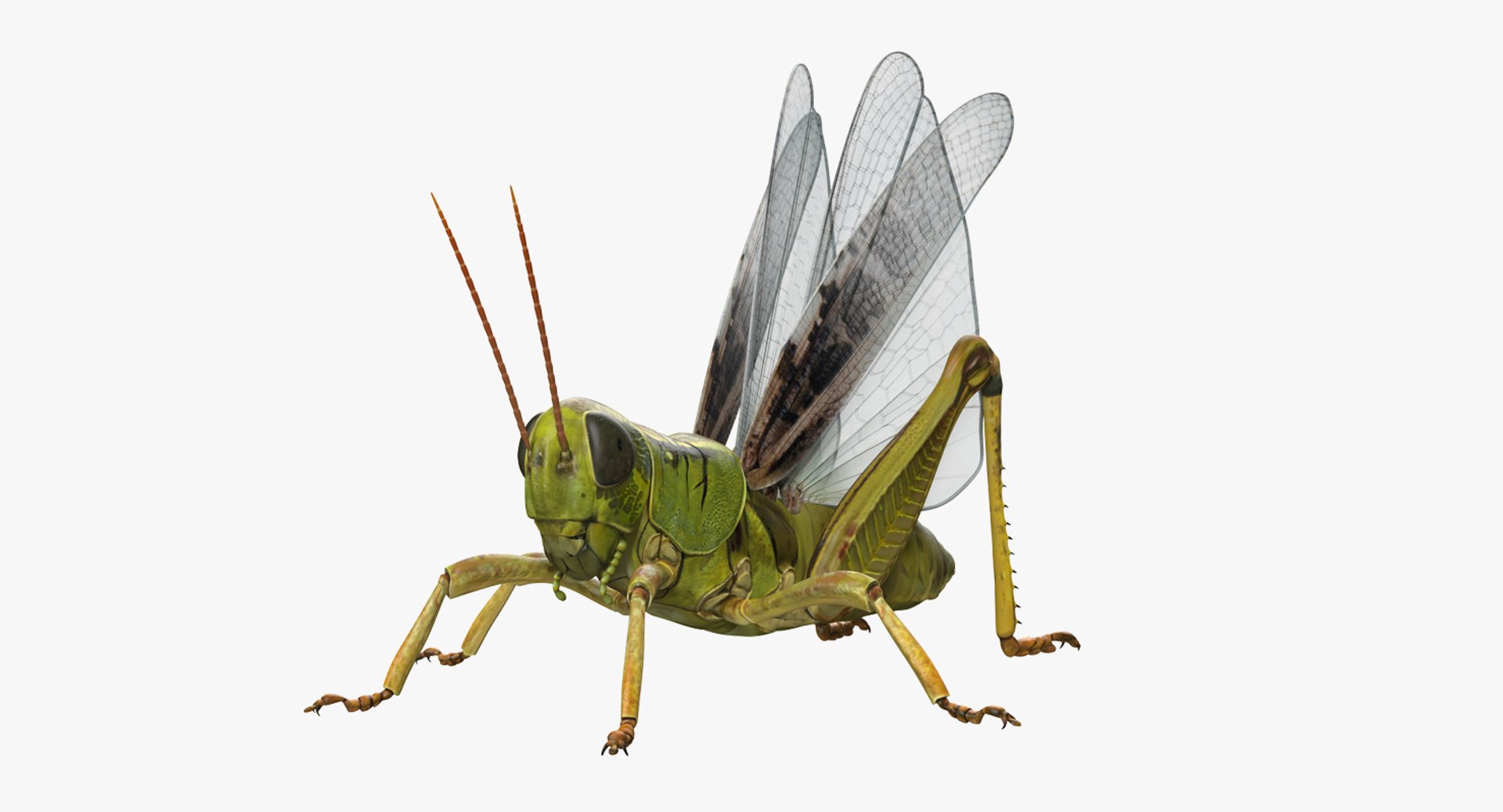common field grasshopper model https://p.turbosquid.com/ts-thumb/en/x2jjrb/EWTYDxqG/commonfieldgrasshopper3dsmodel001/jpg/1511995011/1920x1080/fit_q87/34158ac66fd051eb3b74721b5dd3cf9cb8773130/commonfieldgrasshopper3dsmodel001.jpg