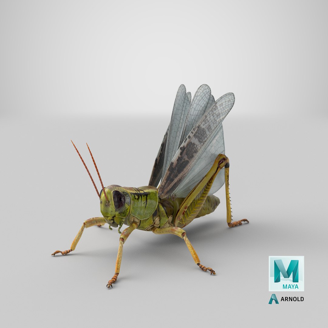 common field grasshopper model https://p.turbosquid.com/ts-thumb/en/x2jjrb/IR/stemcell_maya_arnold_render/png/1651054313/1920x1080/fit_q87/3f539ccbbe70e75d50bbd5b966ab3e15662c0dad/stemcell_maya_arnold_render.jpg