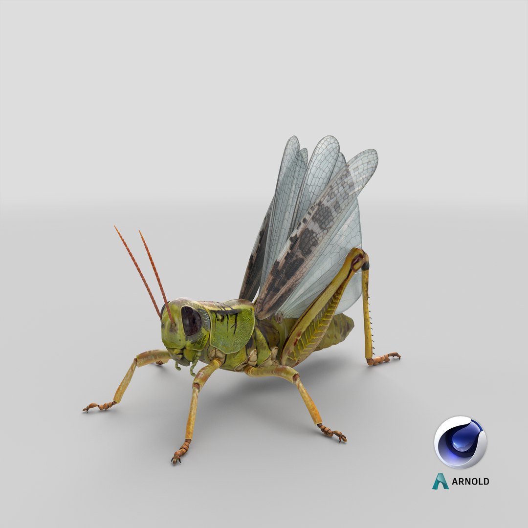common field grasshopper model https://p.turbosquid.com/ts-thumb/en/x2jjrb/Lg/stemcell_cinema_4d_arnold_render/png/1651054303/1920x1080/fit_q87/07161afcf1c4ae26e55ae2489083f8a99b1aedd2/stemcell_cinema_4d_arnold_render.jpg