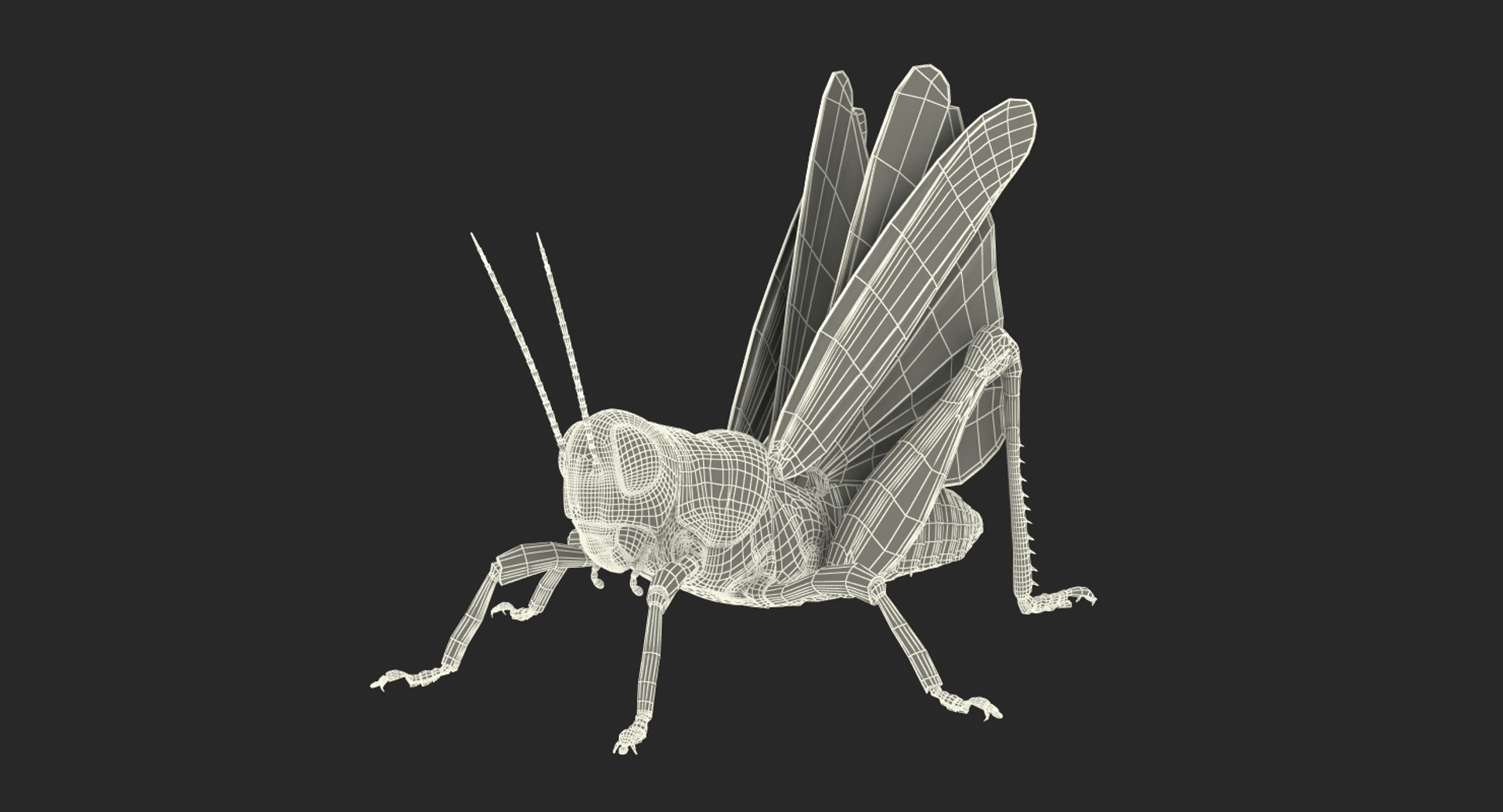 common field grasshopper model https://p.turbosquid.com/ts-thumb/en/x2jjrb/M4mpsXqZ/common_field_grasshopper_361/jpg/1511994448/1920x1080/turn_fit_q99/fd779e59613910ded1a36ad82f8733989f0d4d9d/common_field_grasshopper_361-1.jpg