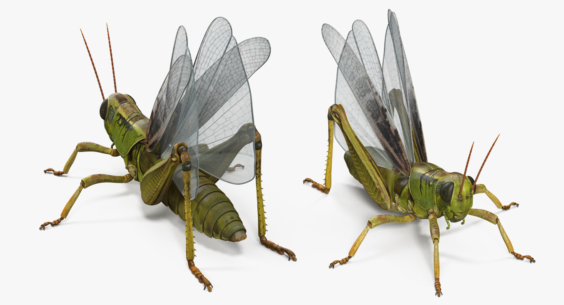 common field grasshopper model https://p.turbosquid.com/ts-thumb/en/x2jjrb/Mn8HCEF5/commonfieldgrasshopper3dsmodel003/jpg/1511995017/1920x1080/fit_q87/33710ec667c24e35b79efe35daccea5352831da1/commonfieldgrasshopper3dsmodel003.jpg