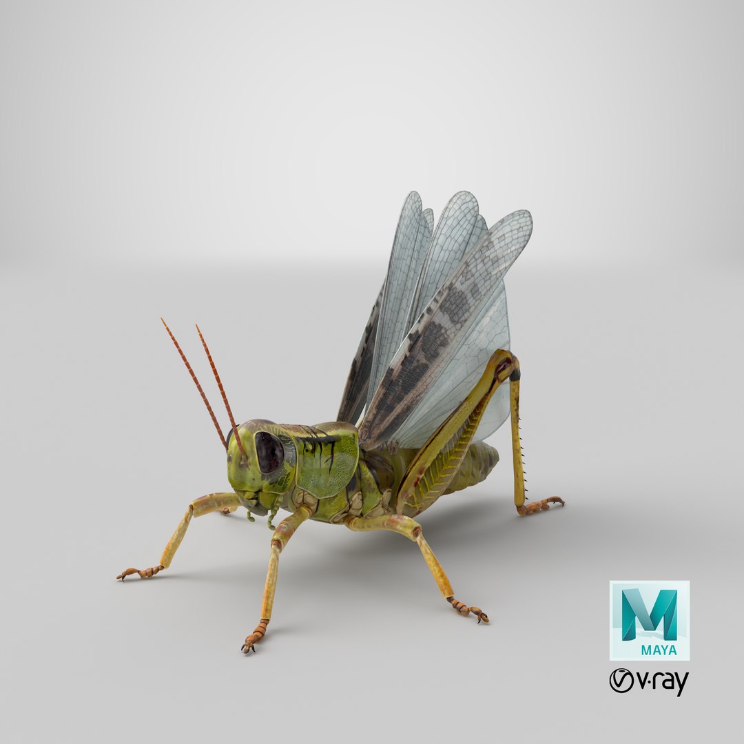 common field grasshopper model https://p.turbosquid.com/ts-thumb/en/x2jjrb/No/stemcell_maya_vray_render/png/1651054316/1920x1080/fit_q87/80b59974c869127c3bf667bd27f9ba38c5f63ef2/stemcell_maya_vray_render.jpg