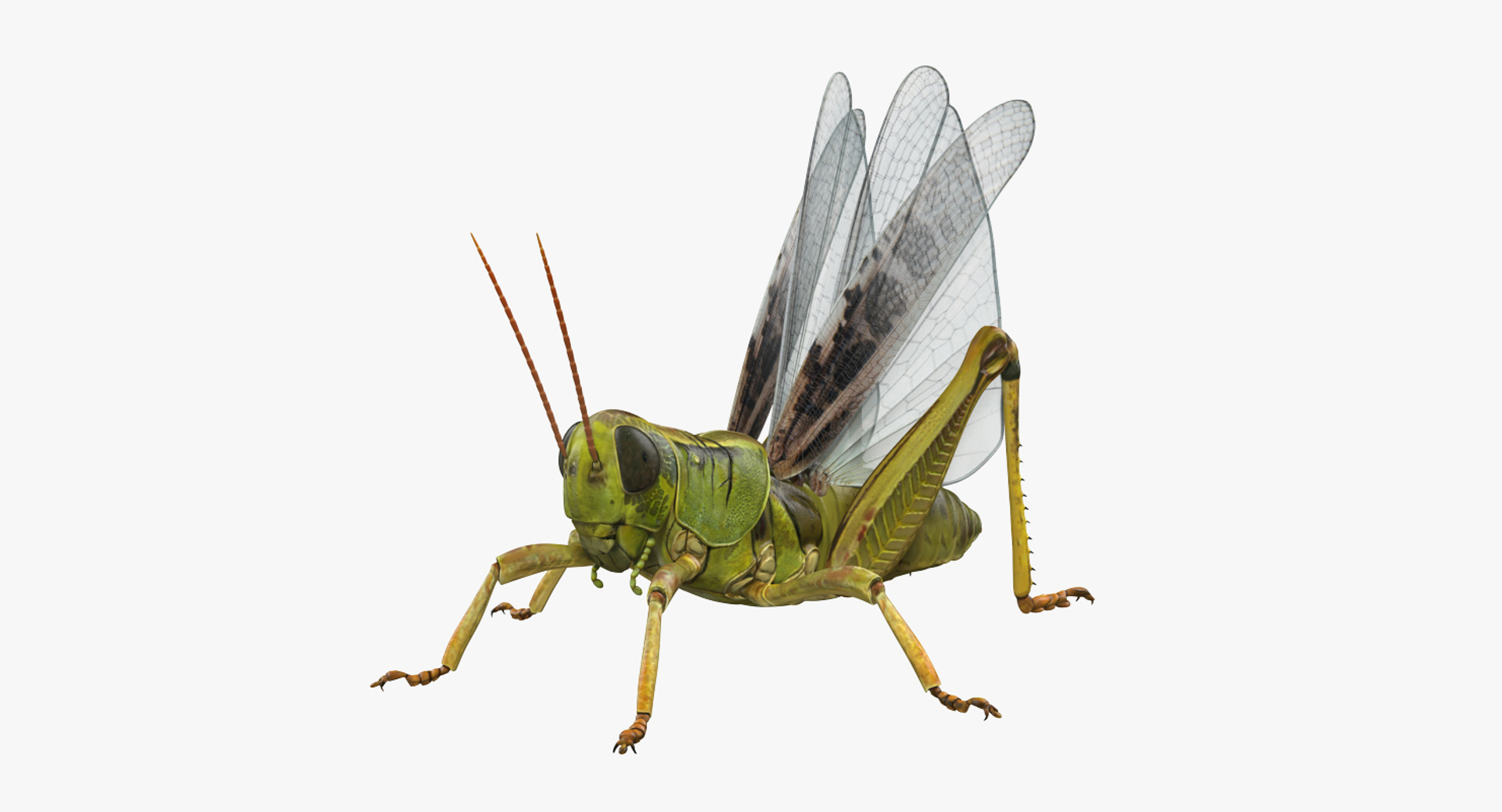 common field grasshopper model https://p.turbosquid.com/ts-thumb/en/x2jjrb/SSDpnvzq/common_field_grasshopper_360/jpg/1511994243/1920x1080/turn_fit_q99/bf70b5063fc00fcc2530525145265039cae20ae5/common_field_grasshopper_360-1.jpg