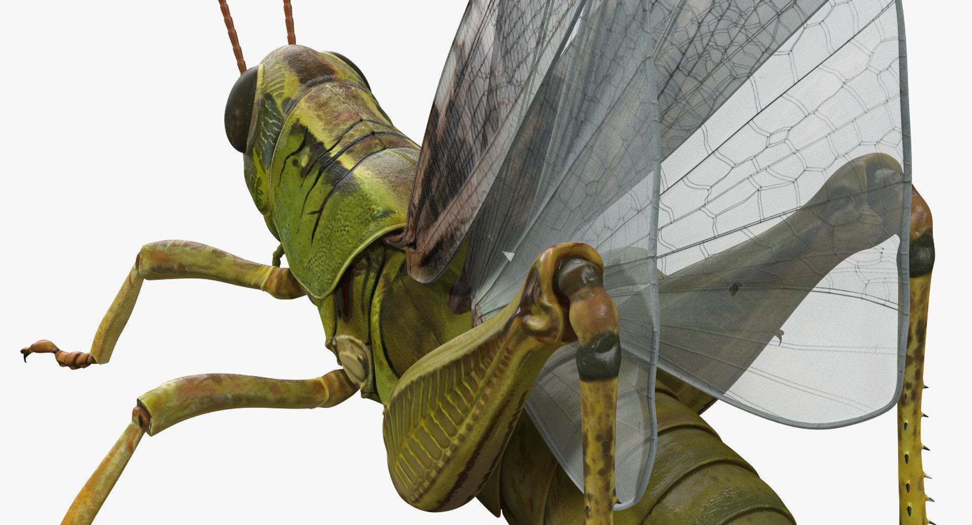 common field grasshopper model https://p.turbosquid.com/ts-thumb/en/x2jjrb/WKzs1o3y/commonfieldgrasshopper3dsmodel006/jpg/1511995029/1920x1080/fit_q87/fb25576f962c2af14dc4c12025778d05073b4a94/commonfieldgrasshopper3dsmodel006.jpg