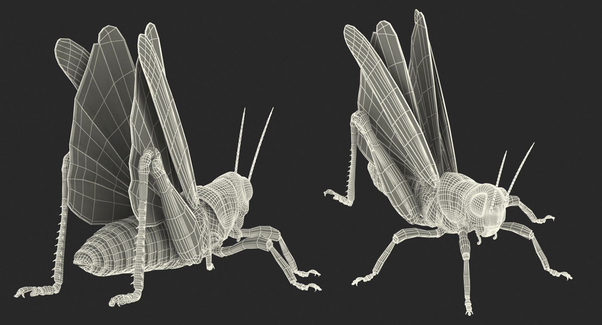 common field grasshopper model https://p.turbosquid.com/ts-thumb/en/x2jjrb/XLO0nhOz/commonfieldgrasshopper3dsmodel015/jpg/1511995065/1920x1080/fit_q87/79d0204623f1681d37ee3f5a0a938fd1269a3b24/commonfieldgrasshopper3dsmodel015.jpg