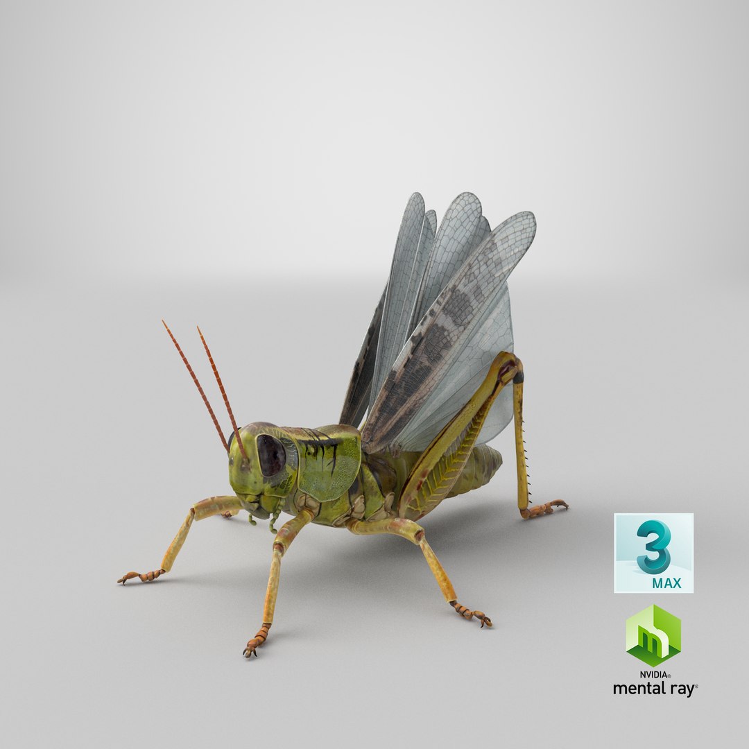 common field grasshopper model https://p.turbosquid.com/ts-thumb/en/x2jjrb/XR/stemcell_max_mental_ray_render/png/1651054310/1920x1080/fit_q87/b7bdaa0acb859e40a132951a0fc9e65a6656b012/stemcell_max_mental_ray_render.jpg