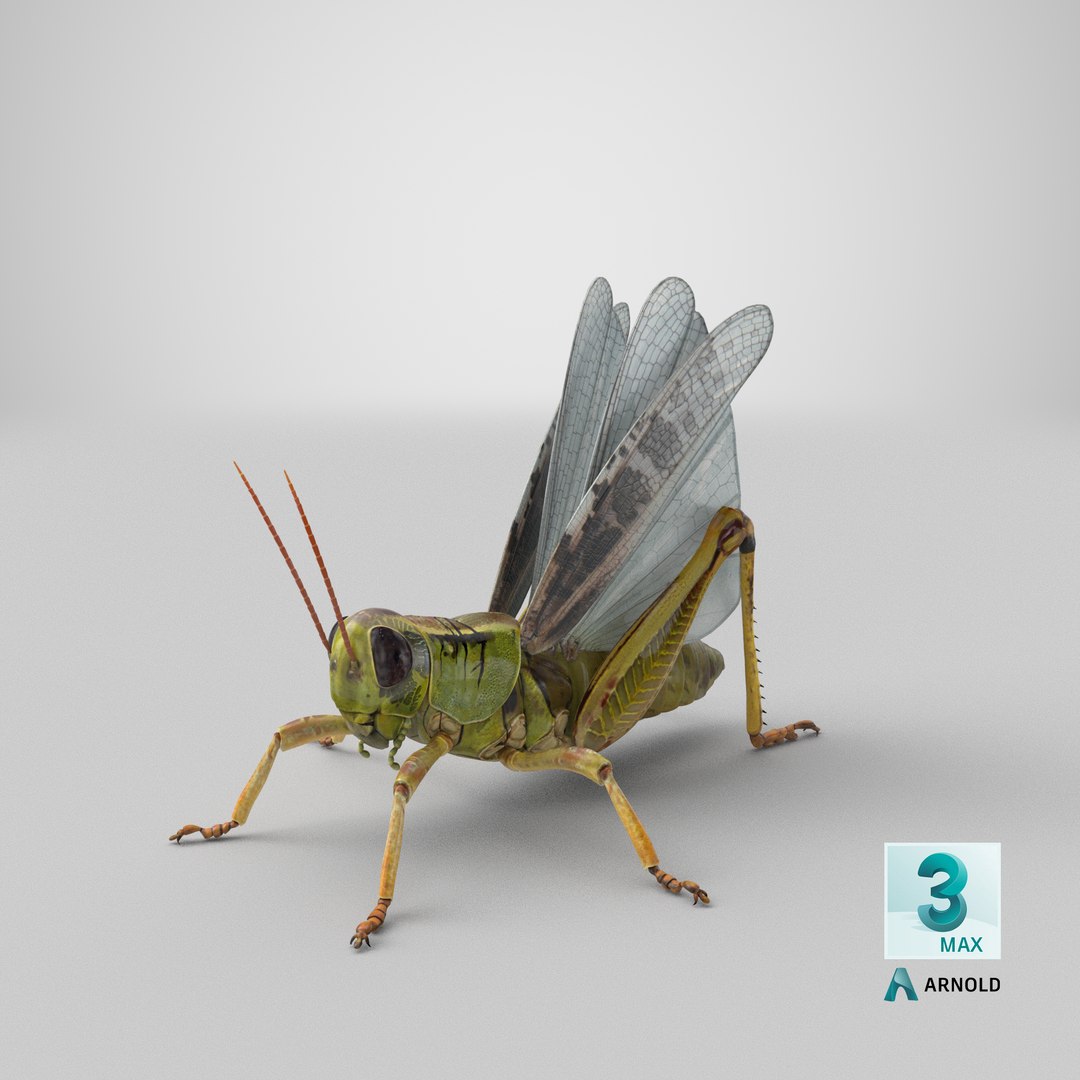 common field grasshopper model https://p.turbosquid.com/ts-thumb/en/x2jjrb/Xt/stemcell_max_arnold_render/png/1651054308/1920x1080/fit_q87/71131b98470ae77168c1db8b39f0380e30c06994/stemcell_max_arnold_render.jpg