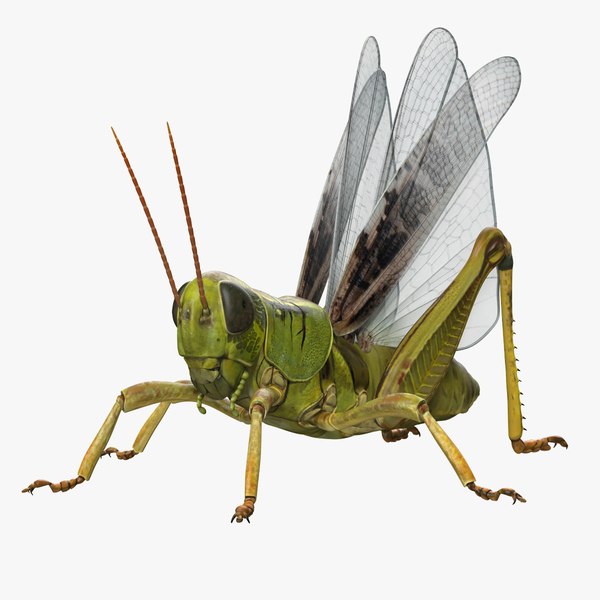 common field grasshopper model