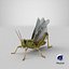 common field grasshopper model