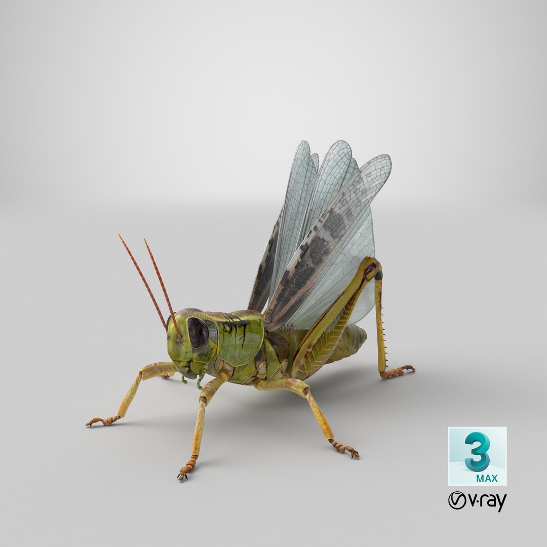 common field grasshopper model https://p.turbosquid.com/ts-thumb/en/x2jjrb/sG/stemcell_max_vray_render/png/1651054311/1920x1080/fit_q87/305714e904b365b6f0189108363f4320d13b48cf/stemcell_max_vray_render.jpg