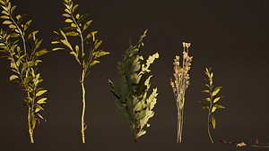 Herbs