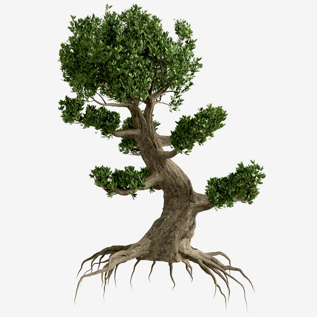 Set Of Bonsai Tree 2 Trees 3D Model TurboSquid 1997038