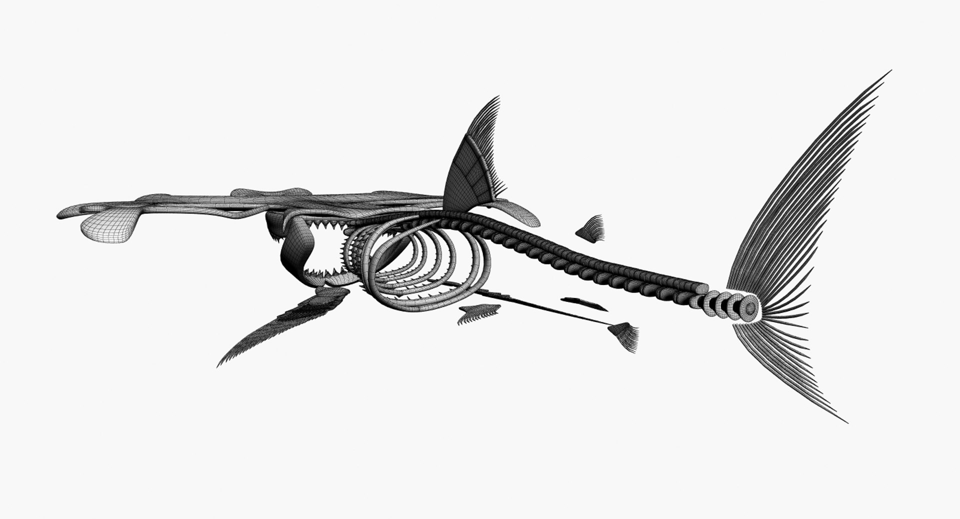 Hammerhead Skeleton Model - TurboSquid 1187777