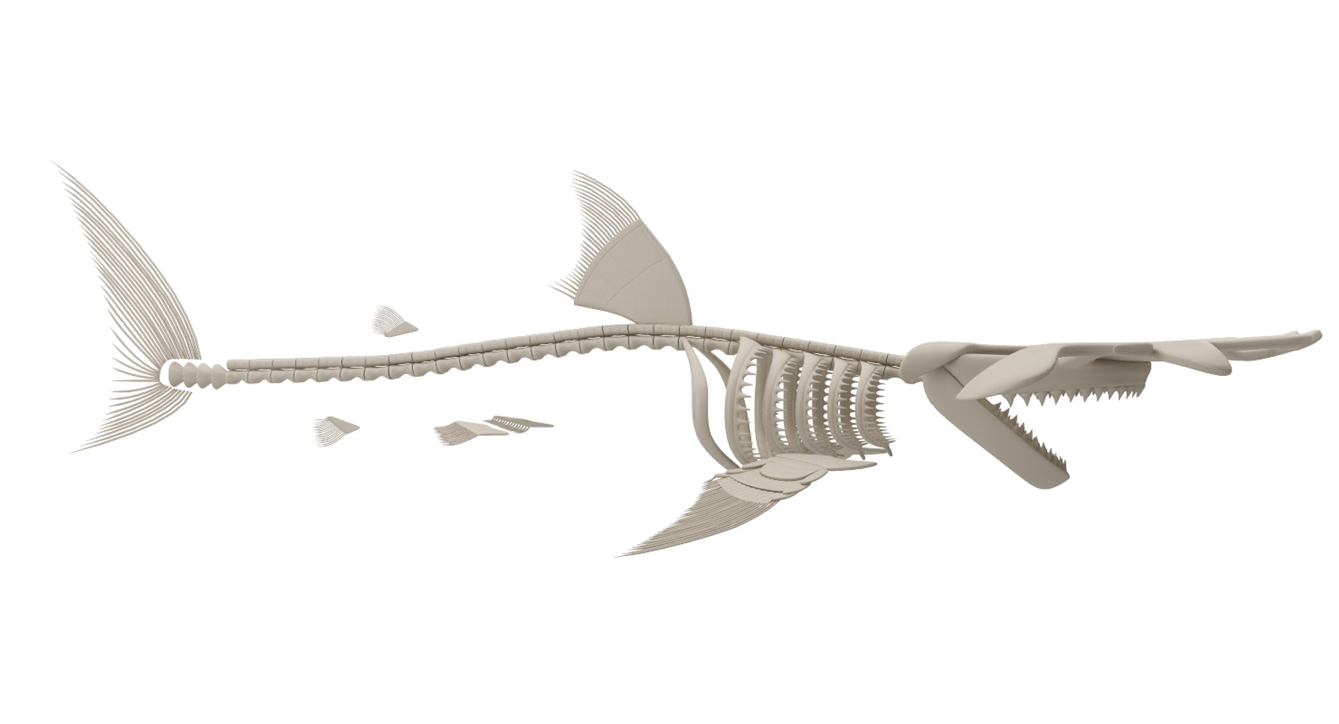 Hammerhead Skeleton Model - TurboSquid 1187777