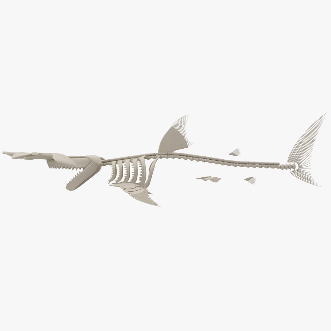 Hammerhead Skeleton Model - TurboSquid 1187777