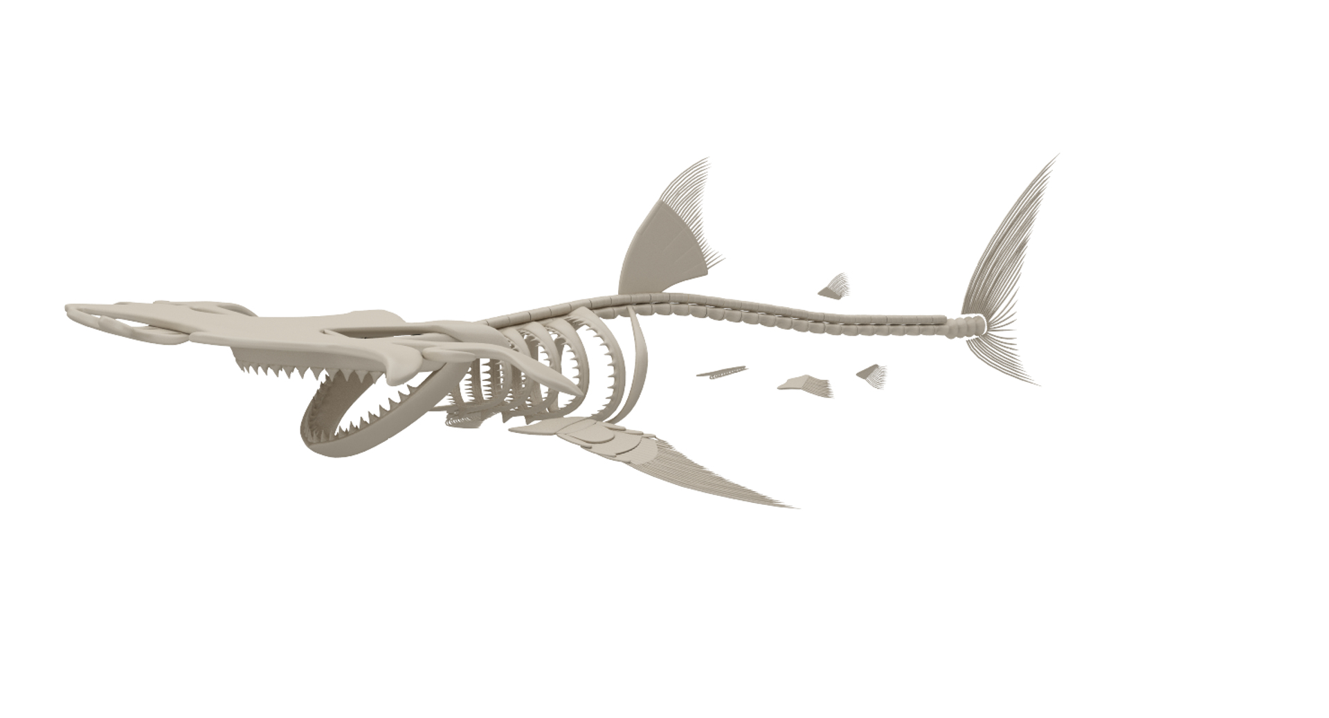 Hammerhead Skeleton Model - TurboSquid 1187777