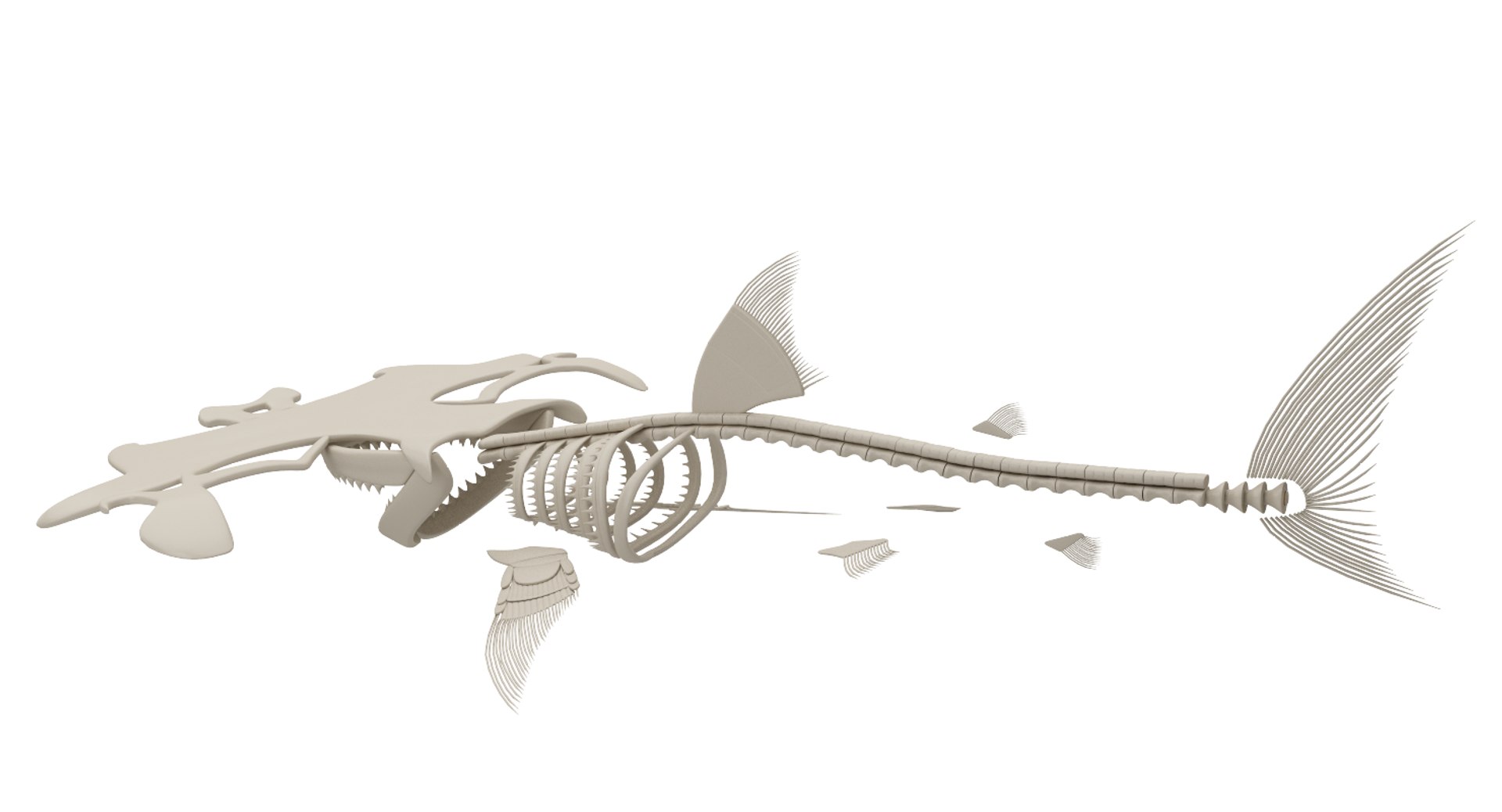 Hammerhead Skeleton Model - TurboSquid 1187777