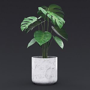 Cheese Plant II 3D model