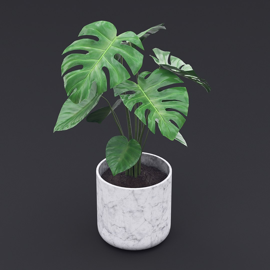 Cheese Plant II 3D model https://p.turbosquid.com/ts-thumb/eo/HJBcnl/B8/cheeseplant2_4/jpg/1681238569/1920x1080/fit_q87/695a13da9150ba01e34a971071abf220d87d06c7/cheeseplant2_4.jpg