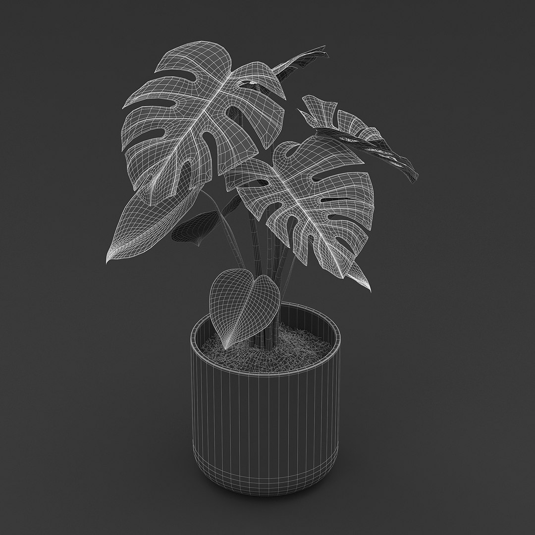 Cheese Plant II 3D model https://p.turbosquid.com/ts-thumb/eo/HJBcnl/Q1/cheeseplant2_g4/jpg/1681238580/1920x1080/fit_q87/da7d821b92bebba1f600e0d78203d85d39189d78/cheeseplant2_g4.jpg