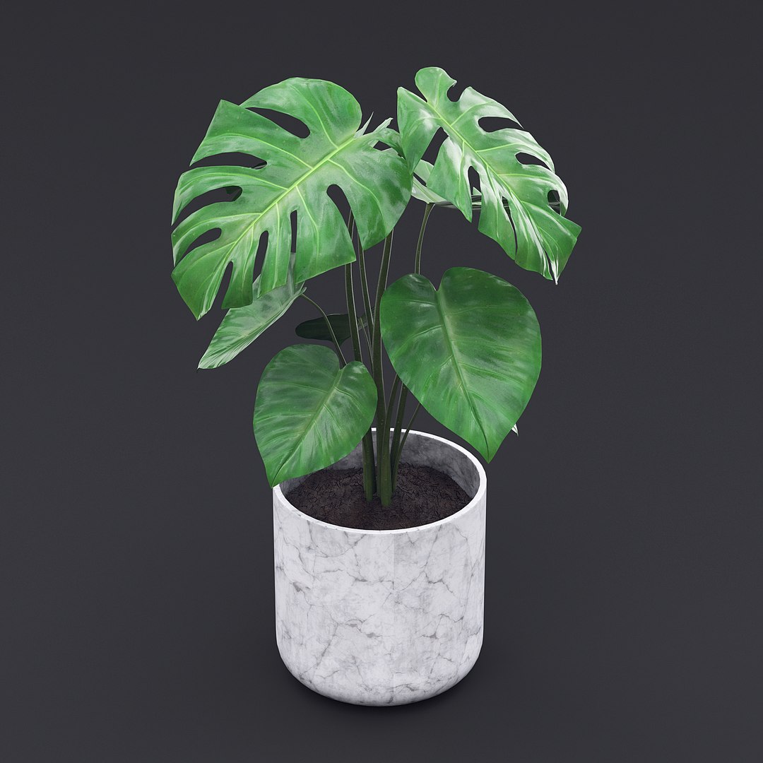 Cheese Plant II 3D model https://p.turbosquid.com/ts-thumb/eo/HJBcnl/R0/cheeseplant2_5/jpg/1681238574/1920x1080/fit_q87/c5025d30b3fa55572ea656ed4f0f05999fadaa62/cheeseplant2_5.jpg