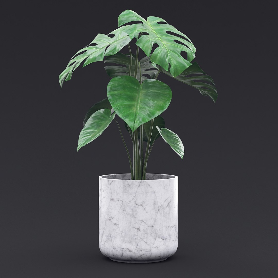 Cheese Plant II 3D model https://p.turbosquid.com/ts-thumb/eo/HJBcnl/Up/cheeseplant2_3/jpg/1681238575/1920x1080/fit_q87/19661da97a11b7639e69898f72cbbb36732e59c9/cheeseplant2_3.jpg