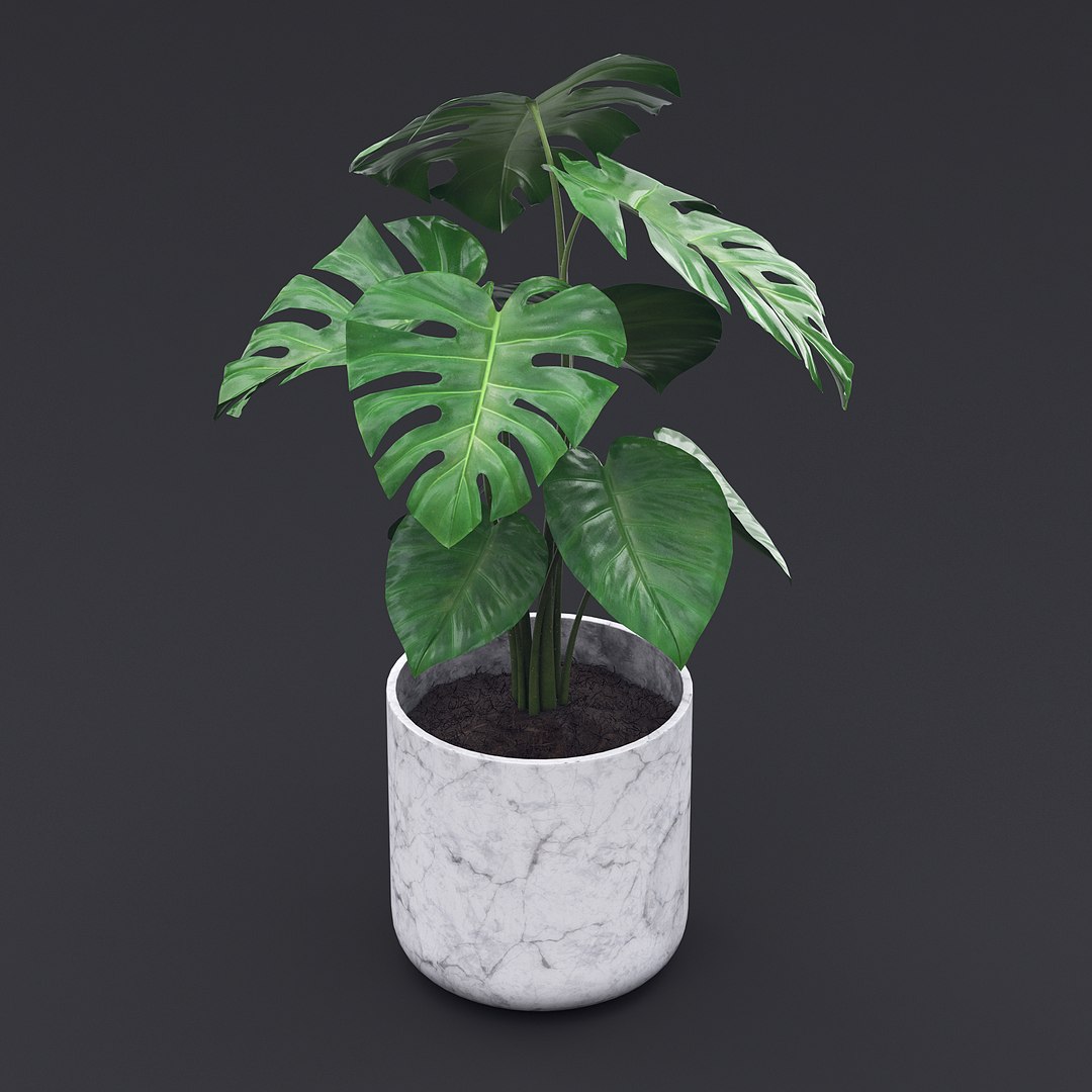 Cheese Plant II 3D model https://p.turbosquid.com/ts-thumb/eo/HJBcnl/ho/cheeseplant2_6/jpg/1681238572/1920x1080/fit_q87/832fab0d3712b889eff859fbcd25d480a6f5debc/cheeseplant2_6.jpg