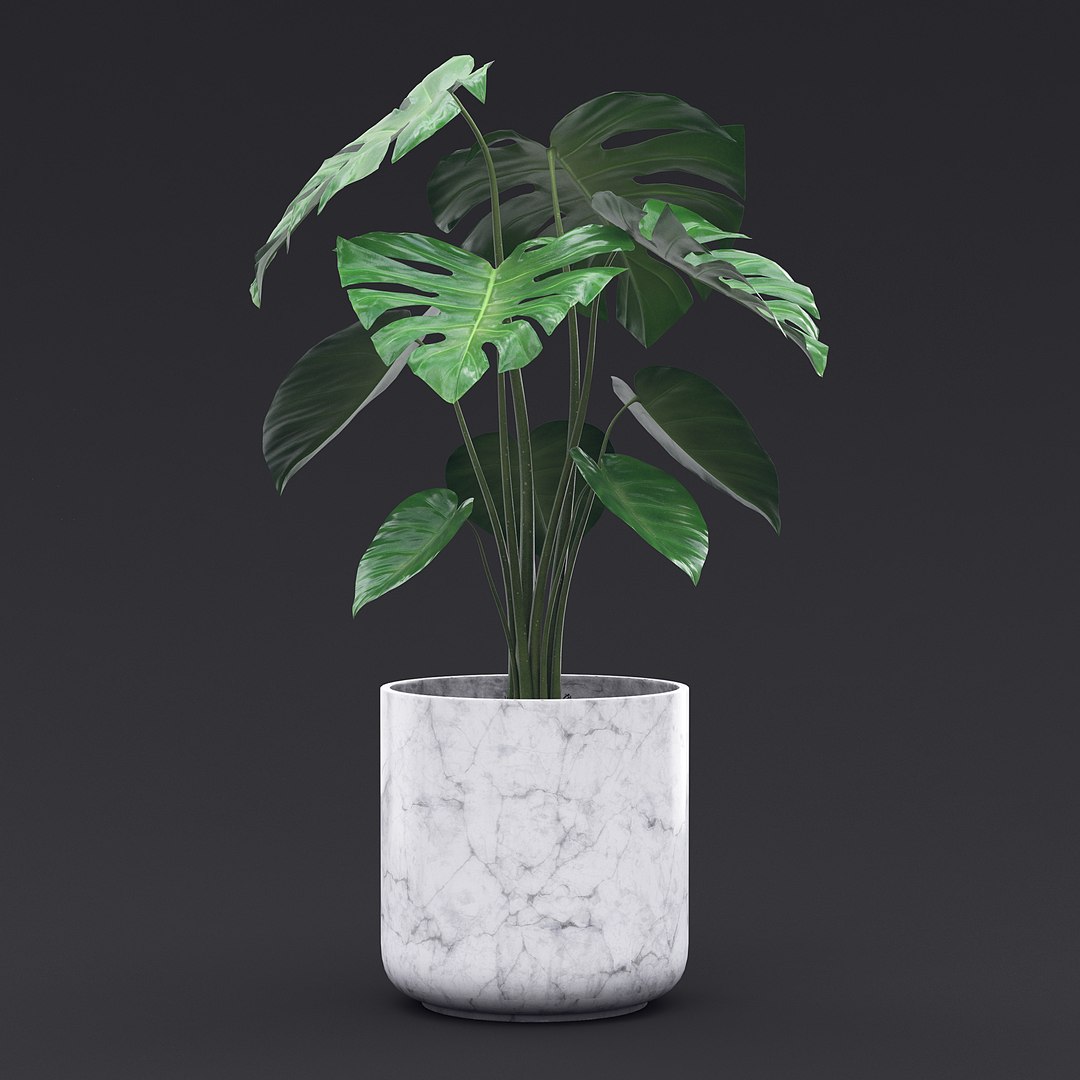 Cheese Plant II 3D model https://p.turbosquid.com/ts-thumb/eo/HJBcnl/vj/cheeseplant2_2/jpg/1681238569/1920x1080/fit_q87/54ef79619eecd8937af2dcda60f87c9e68e88619/cheeseplant2_2.jpg