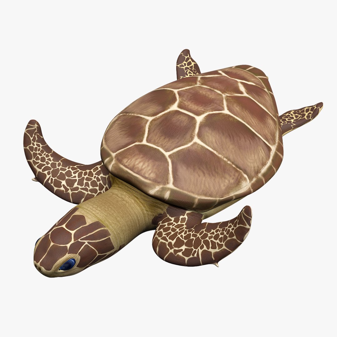 Green sea turtle animations model - TurboSquid 1538364