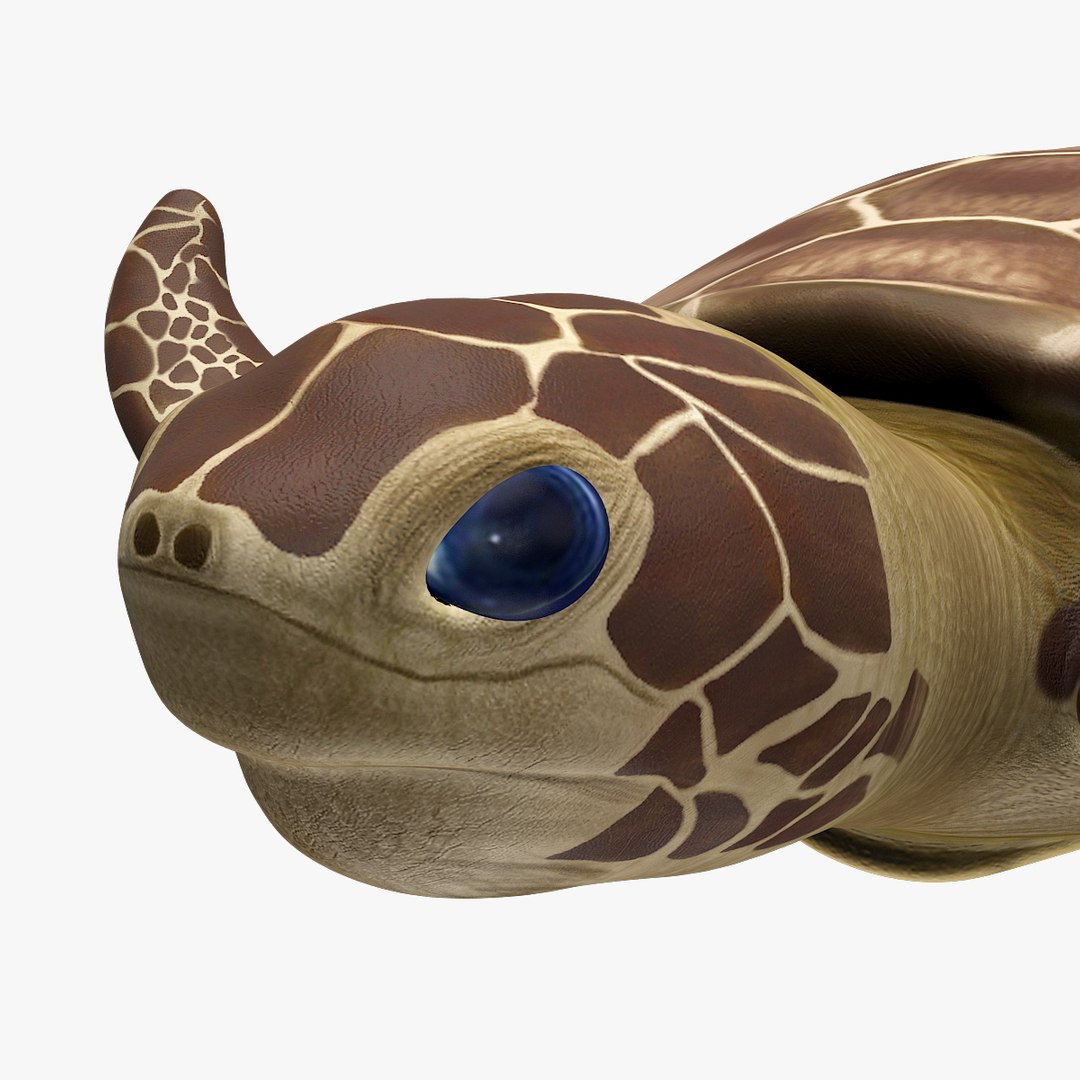 green sea turtle animations model https://p.turbosquid.com/ts-thumb/eo/IaWSGq/RETXuzek/render03/jpg/1586350403/1920x1080/fit_q87/780fbbae9959e9a1ae213ae724366bf6f72a47e6/render03.jpg